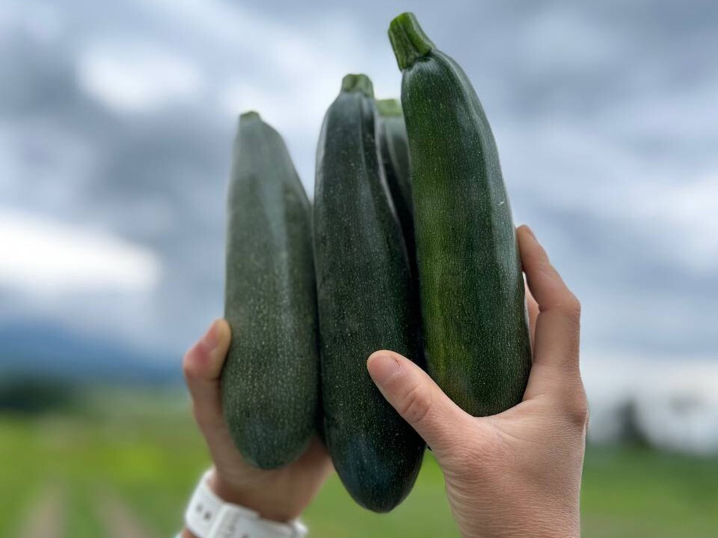 今が旬】固定種のズッキーニ2kg 自然栽培 訳あり品：福島県産のその他