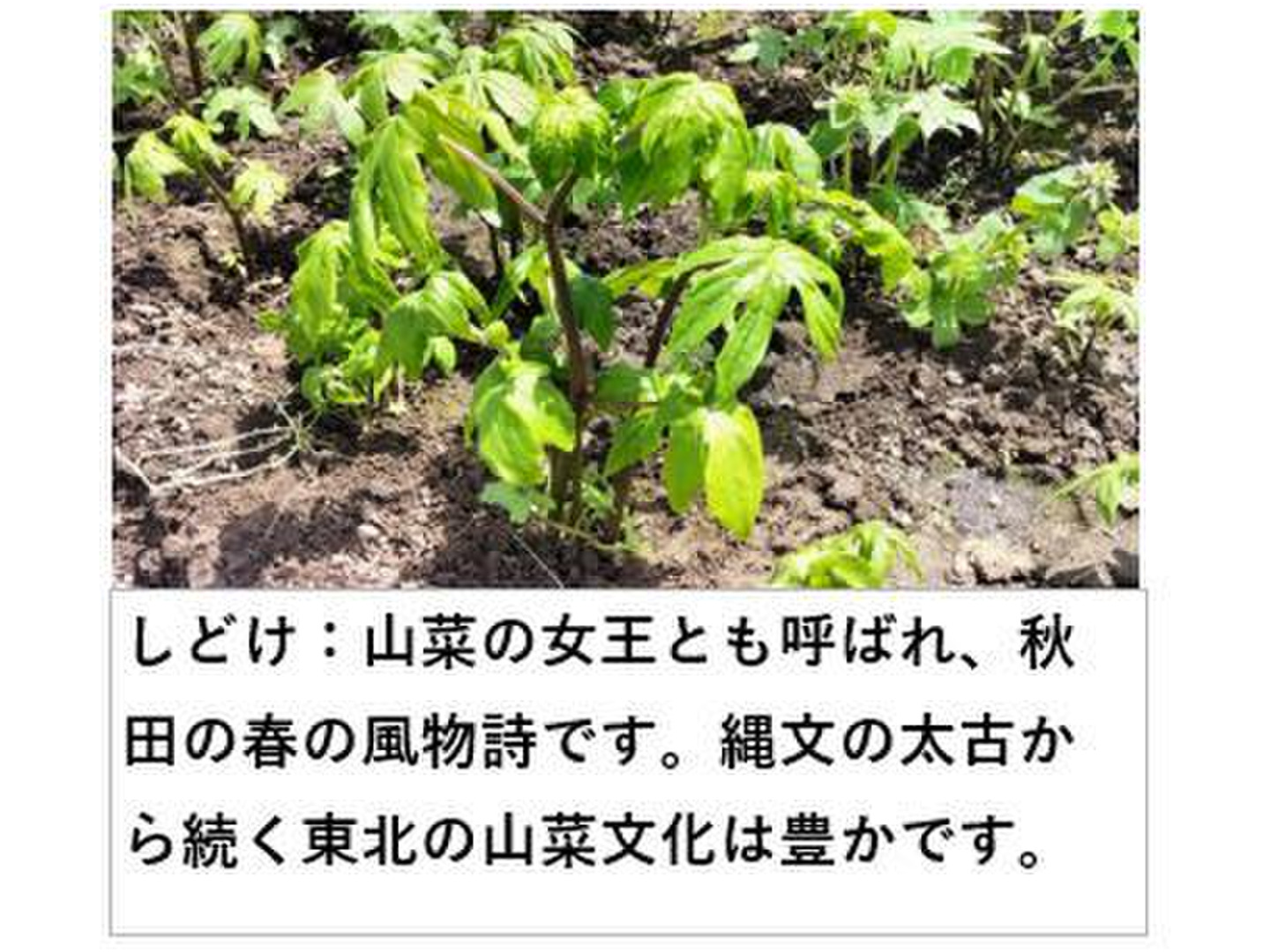Amazon.co.jp: 山菜 モミジガサ しどけ 苗木 ｜ もみじがさ