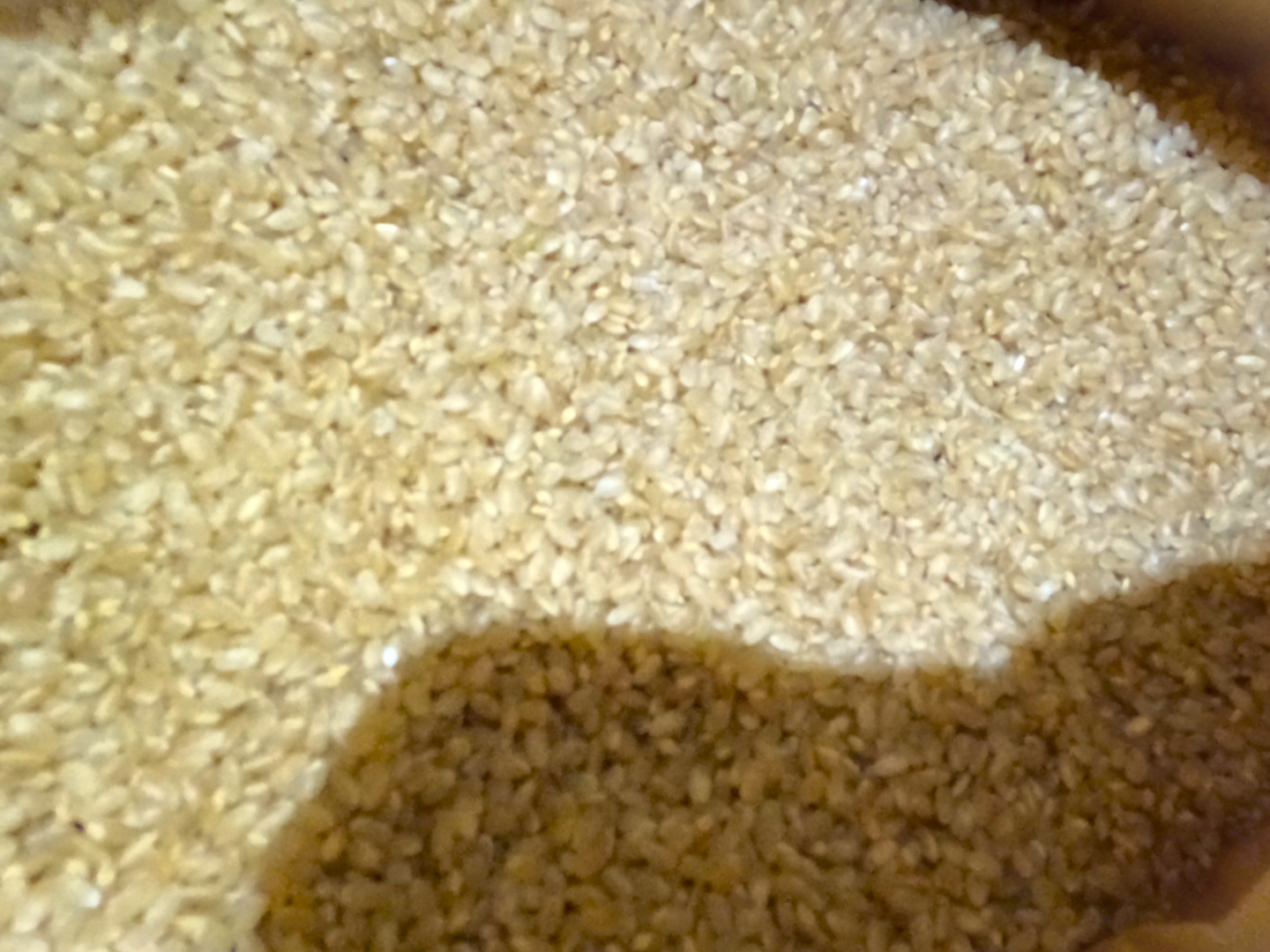 新米【令和7年産】『キヌヒカリ』 玄米10kg：大阪府産のお米