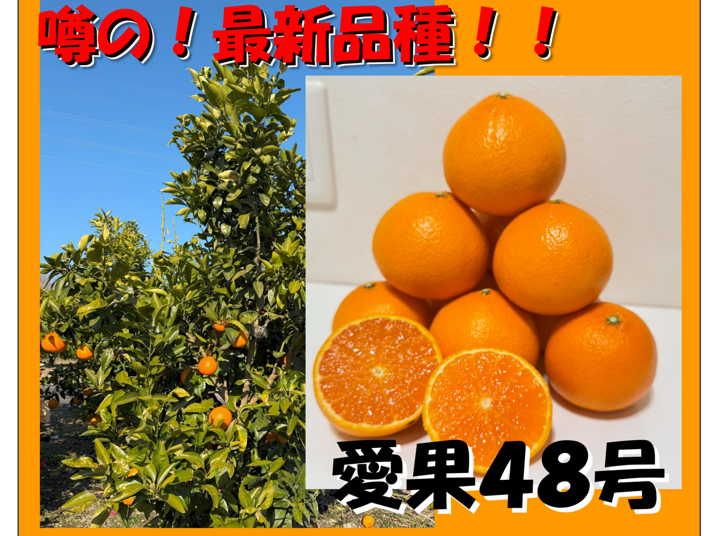 新登場＆数量限定】愛媛県産 新品種「愛媛果試第48号(基準クリア