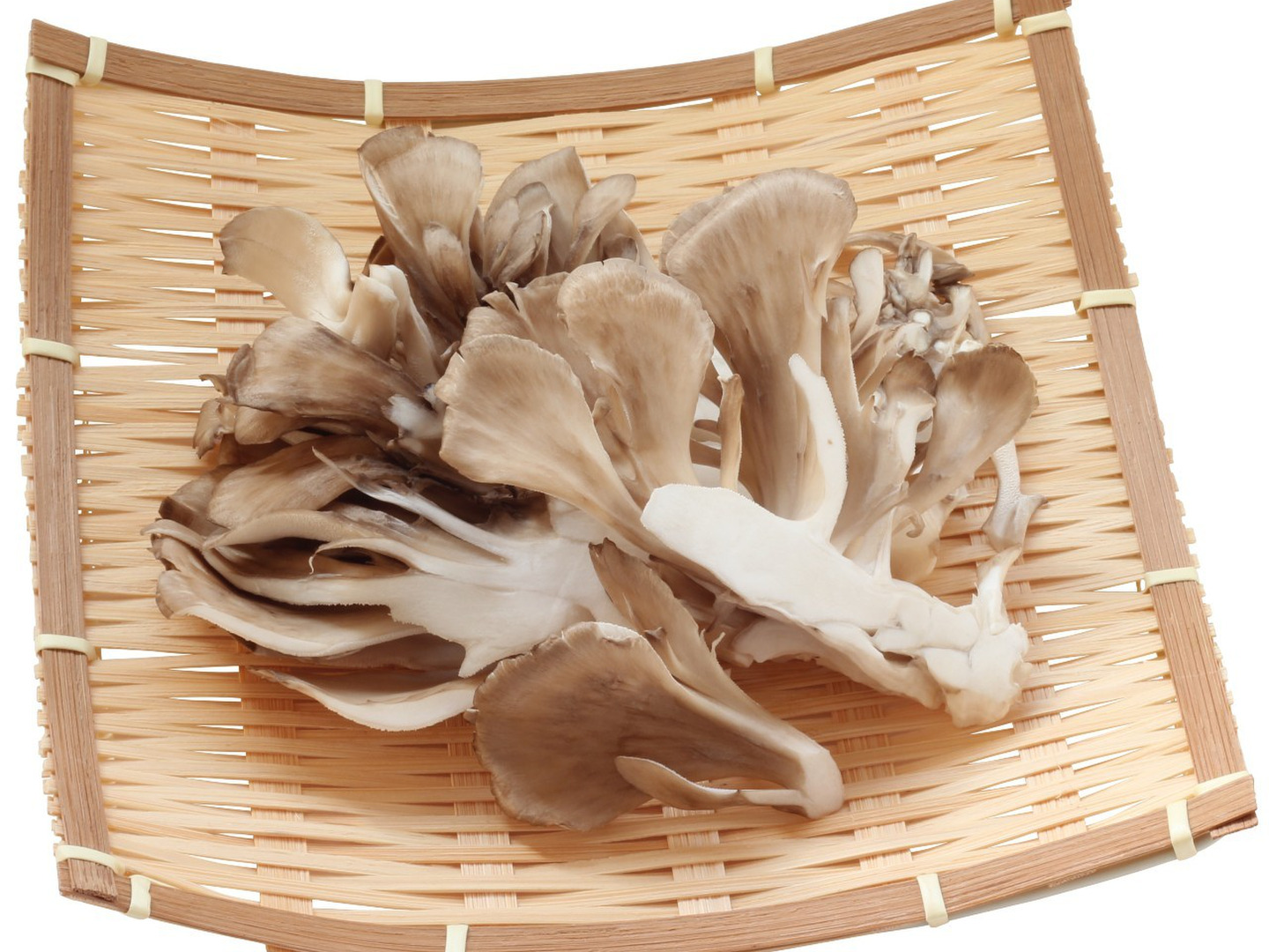 天然　舞茸　約2キロ 天然舞茸】 2Kg入り 通販