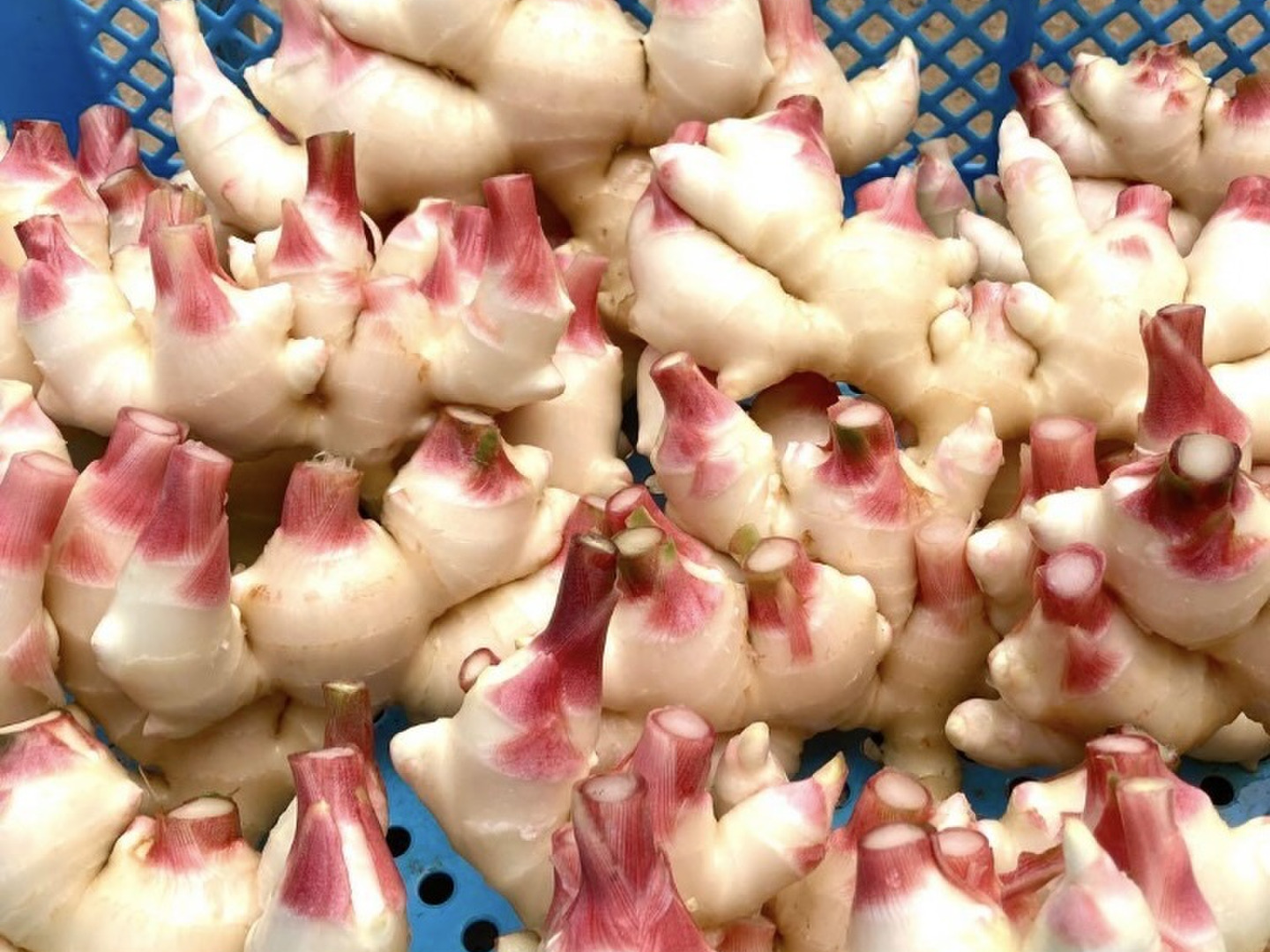 高知県産 朝採れ新生姜レシピ付き 2キロ：高知県産のその他薬味