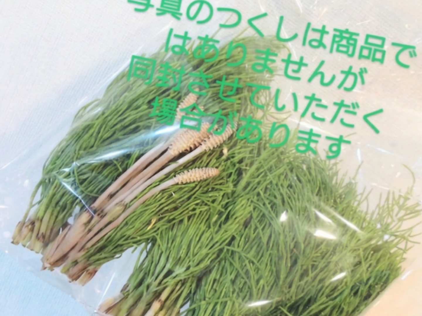 野草☆スギナ? ☆100本自然栽培の畑周りのスギナ?スギナは非常に多く 