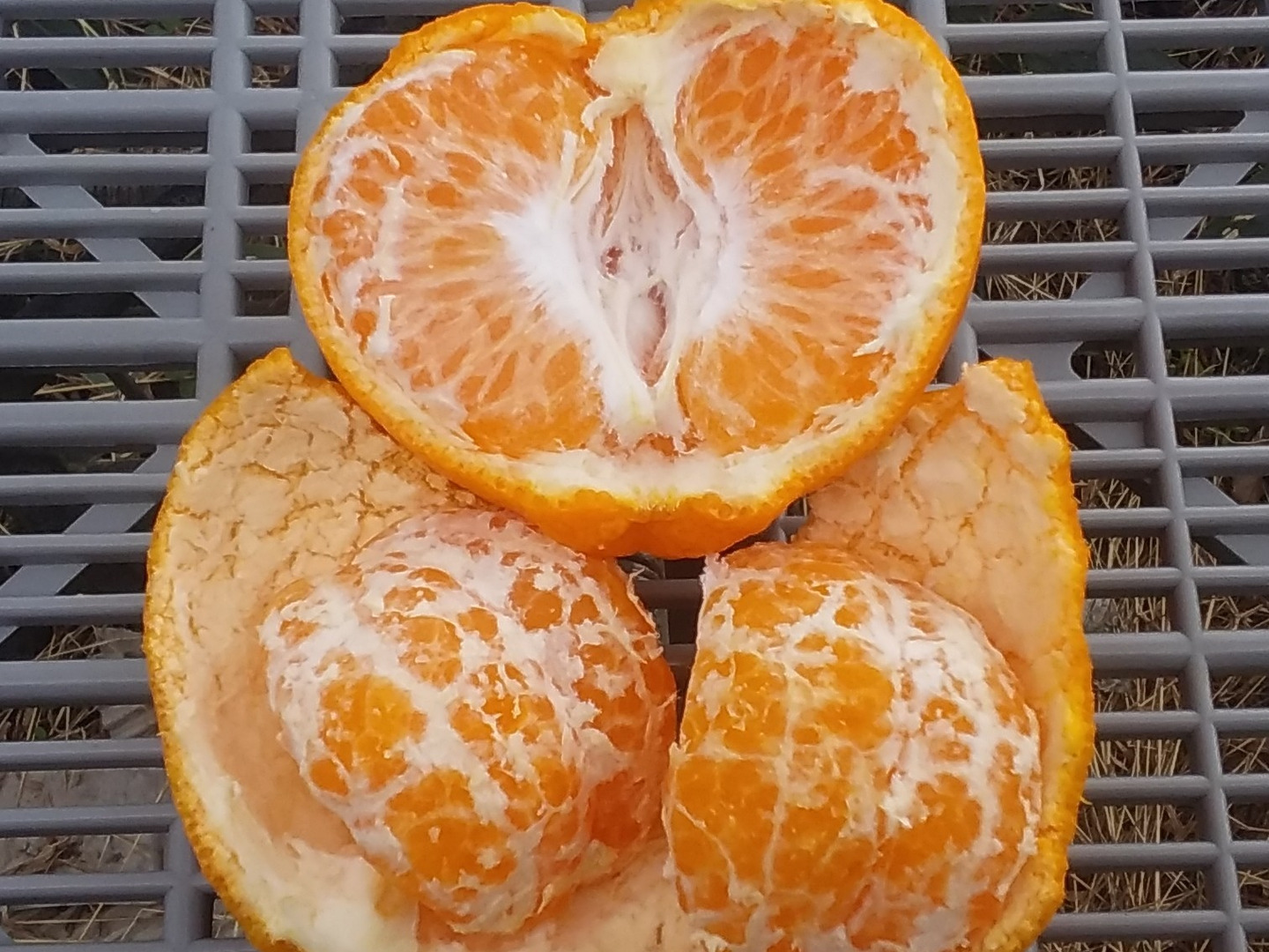 野菜のちから | 【いろいろあるよ🍊柑橘】 和歌山、愛媛、高知