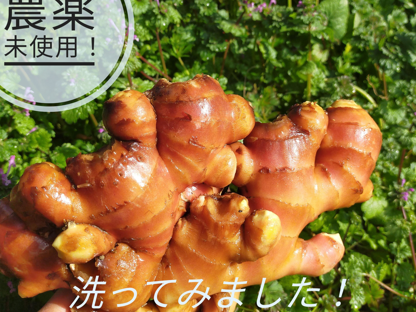 特別価格 香りと辛みの金時生姜4kg 農薬未使用、有機肥料 しまんとから 野菜