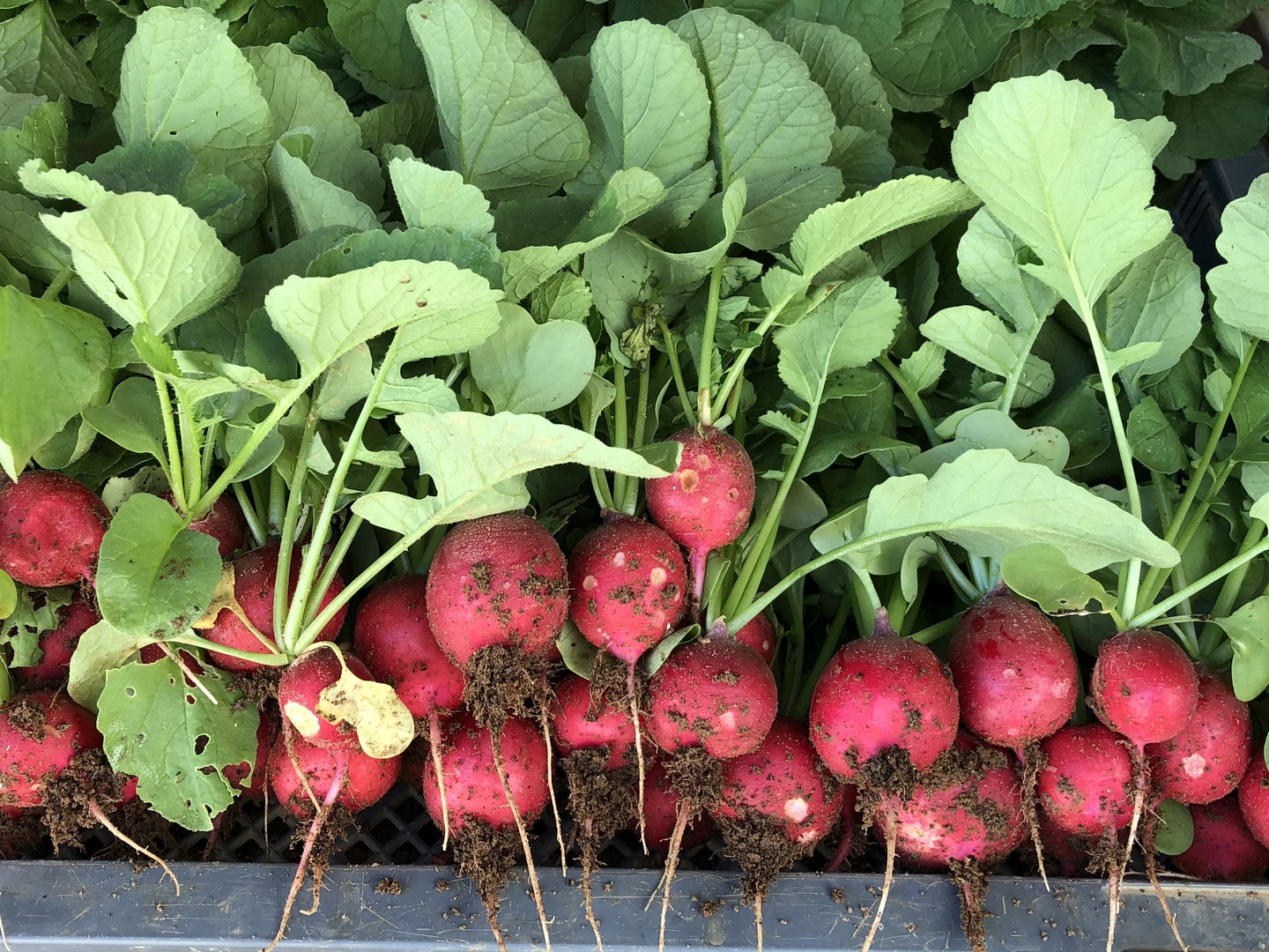 リピーターの皆さまにオススメ！】選べる！有機野菜セット（6種