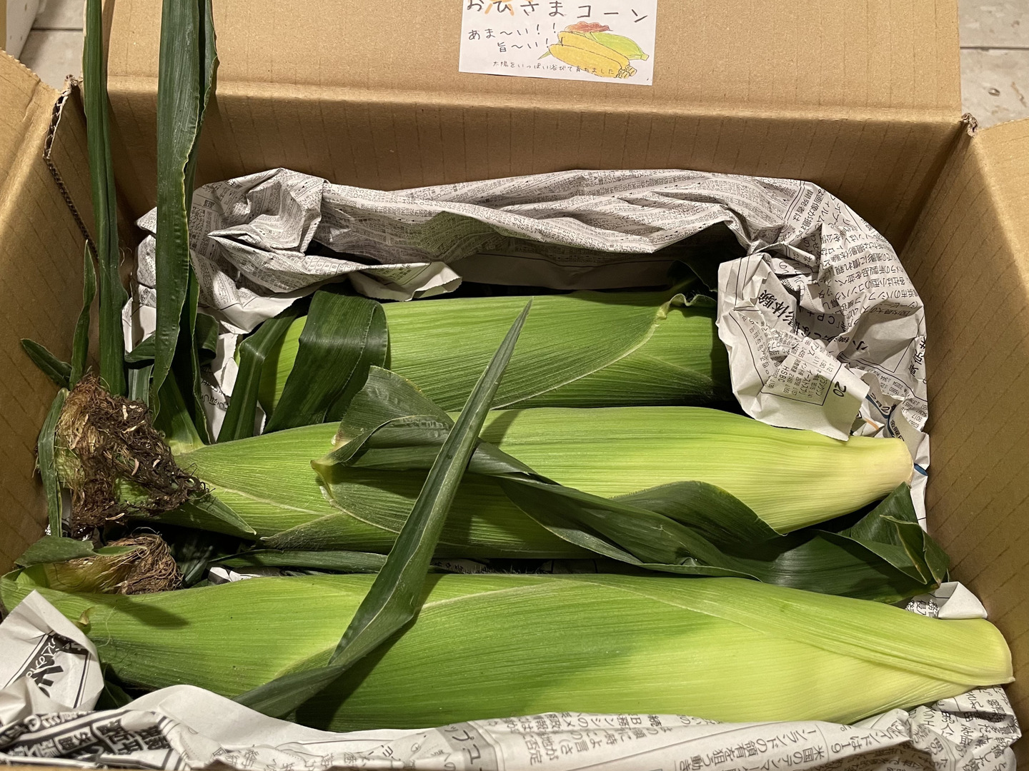 朝採り 🌽 長野県 軽井沢 町産高原野菜 新鮮 おひさまコーン