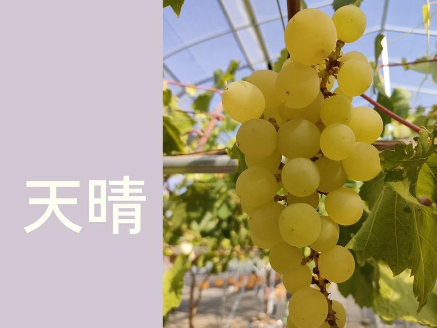 品種おまかせ詰め合わせ ぶどう 500g（2房）栽培期間中農薬不