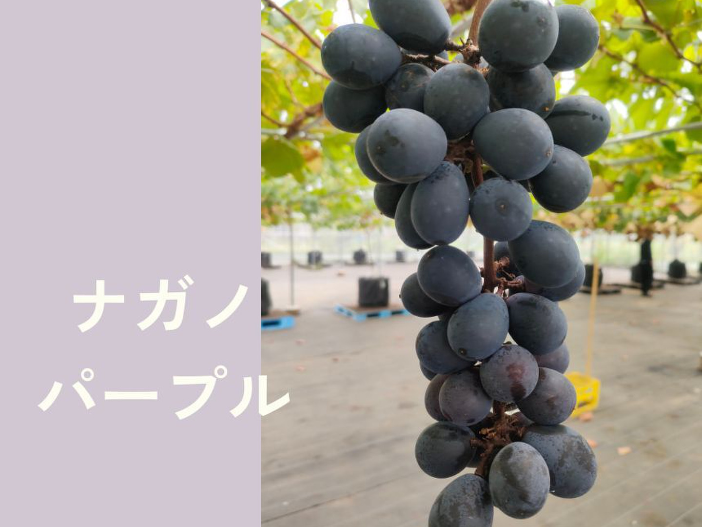 ぶどう詰め合わせ 約5kg シャイン 種なし巨峰 ナガノパープル クイーンニーナ 宮崎ぶどう園 | 8/18月 収穫6品種 お盆期間中は大変多くの方にご