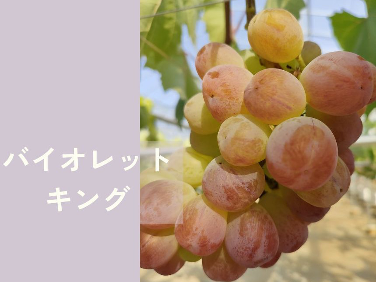 K*い様 アンティーク 調味料入れ ぶどう 葡萄 昭和 レトロ