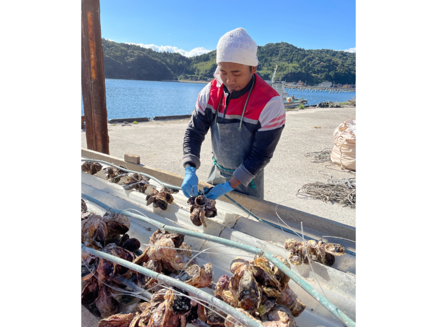 猿ヶ石叢書第三十八輯 第38輯 東和郷土研究会 カビ臭有 岩手県 和賀郡 東和町 花巻市 200024 2025牡蠣-1🏆金賞受賞】生食可！いわがき春香SSサイズ（140g