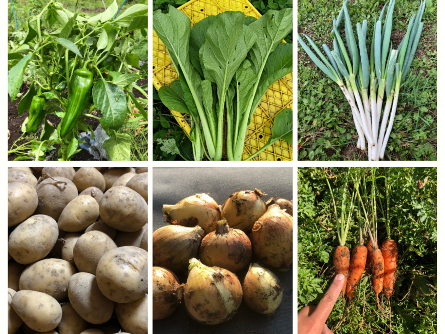 農薬・化学肥料不使用栽培】農園おまかせ 旬の野菜セット（6種）：青森