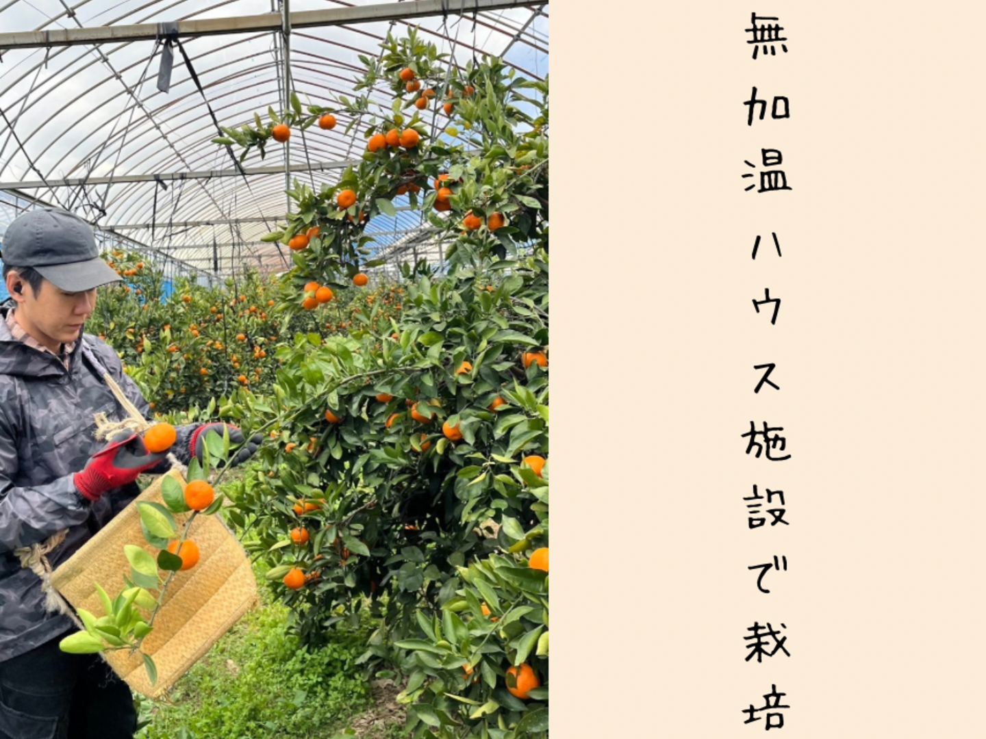 期間限定お買い得商品 |  通販 超完熟宮川早生⭐︎屋根かけ越冬みかん 家庭用 5キロLサイズ 果物