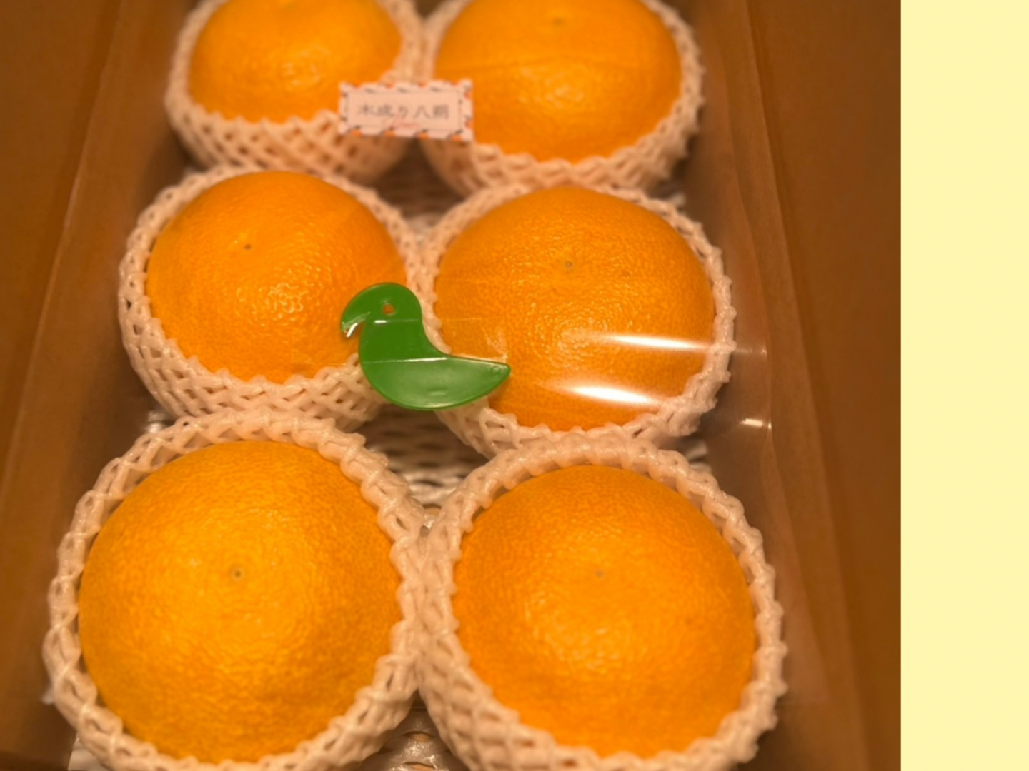 木成り八朔】2キロギフトにも！ ※皮むき器つき さつき八朔