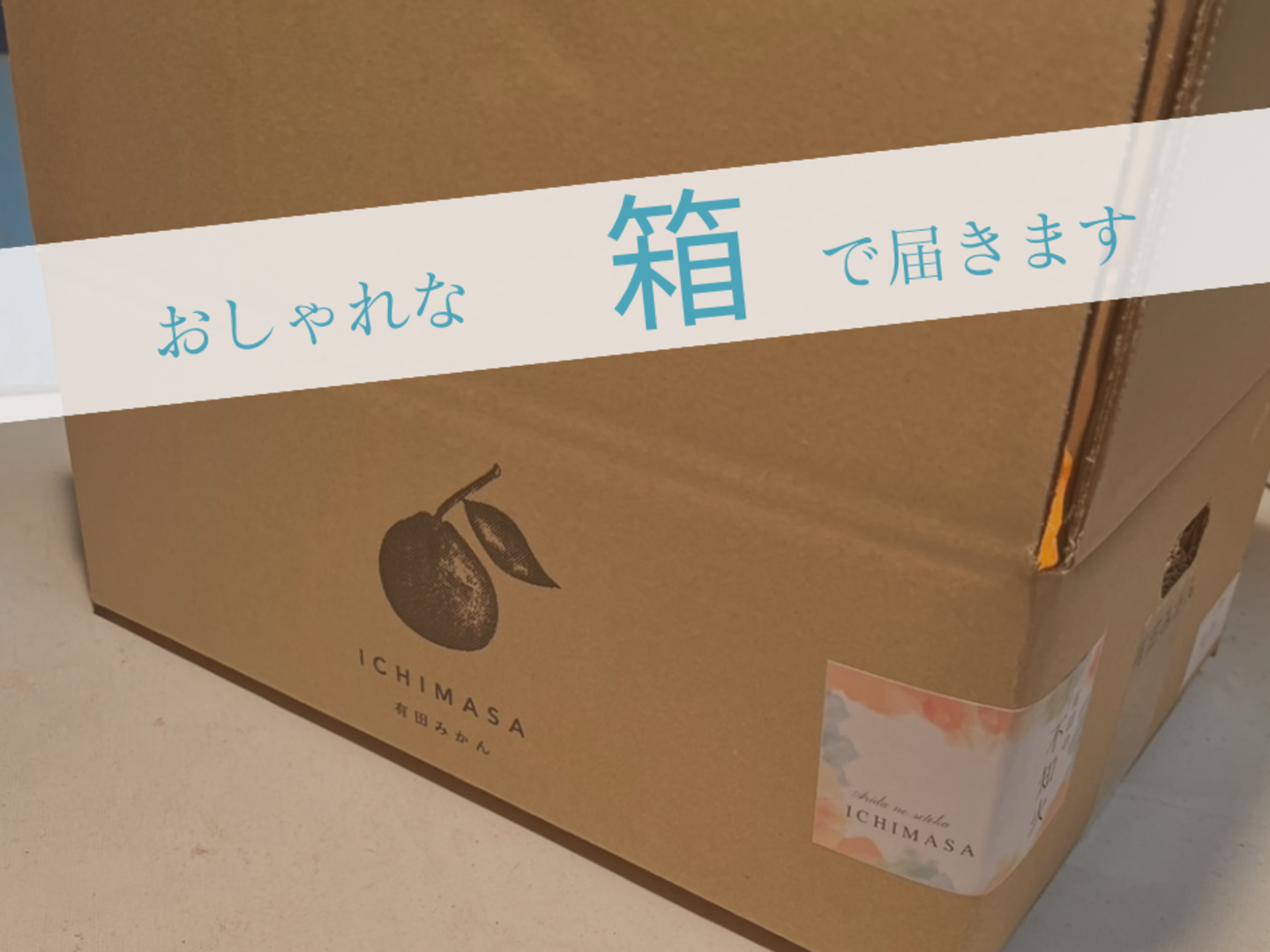 注目の福袋！ 木成り八朔】Sサイズ 箱込み3キロ さつき ※皮むき器つき 家庭用 果物