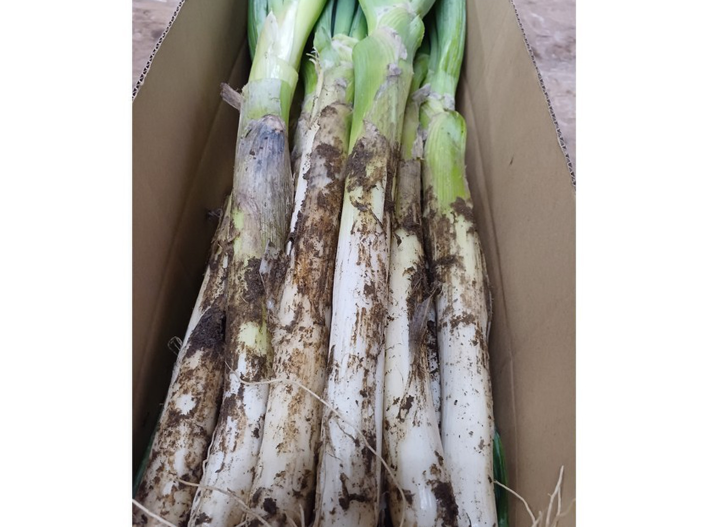 タイムセール 半額 f1f94fac66a5325d4d26158739ab1f 香味・薬味野菜