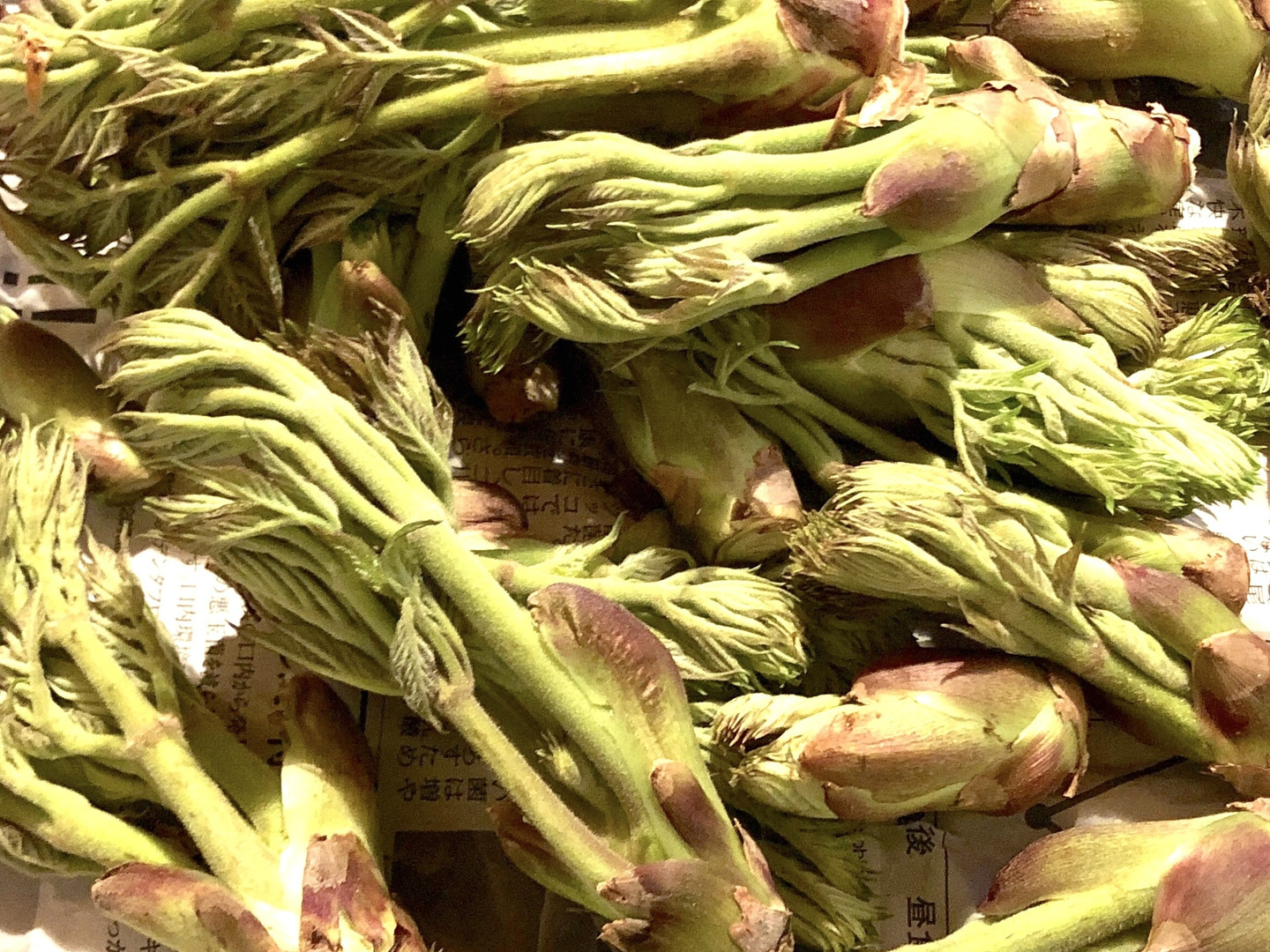 山形県産 タラの芽（たらの芽） | 業務仕入・見積なら食品卸売の