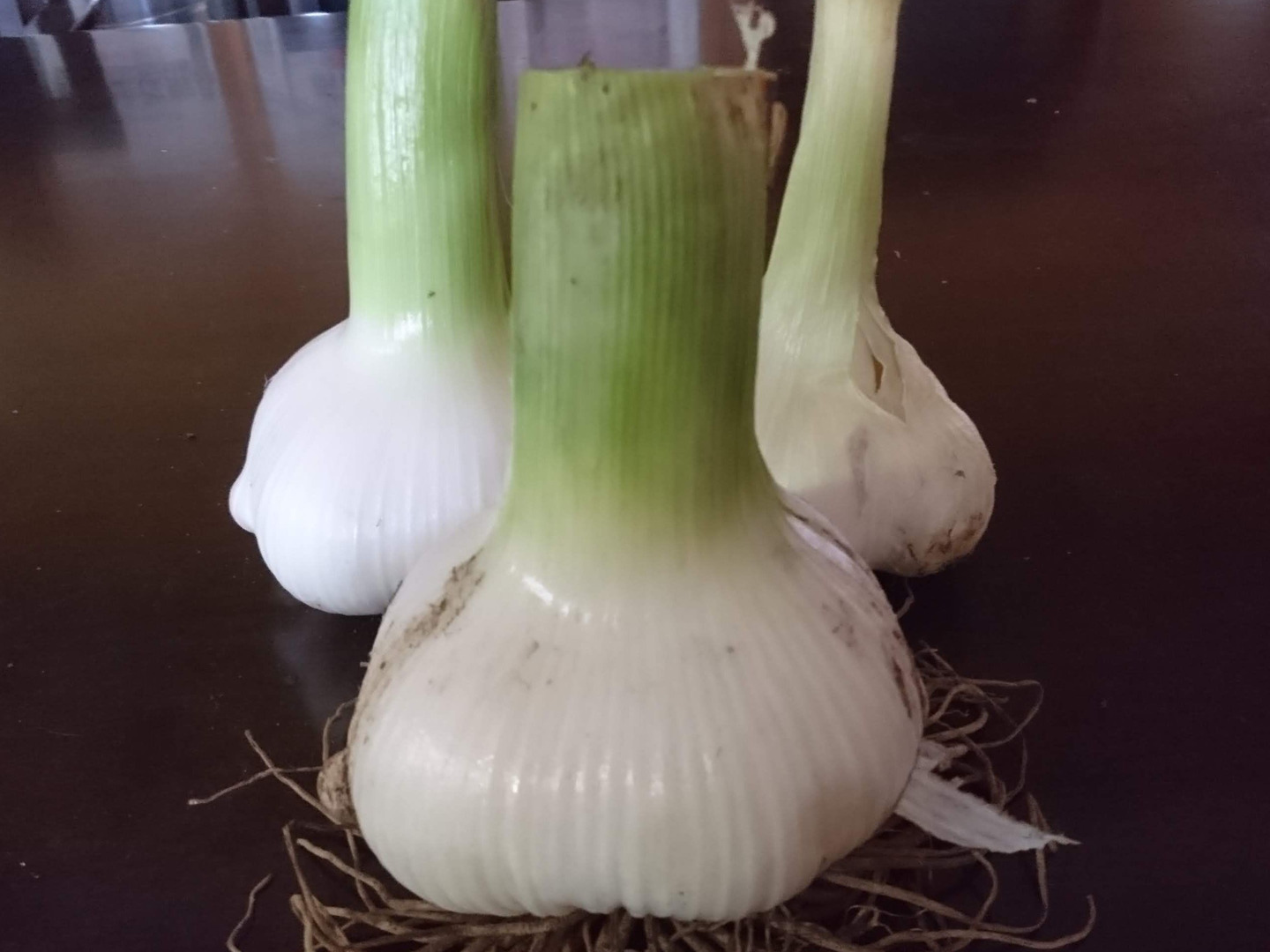 新品登場 大きさにびっくり！いるま鬼丸にんにく（ジャンボにんにく 野菜