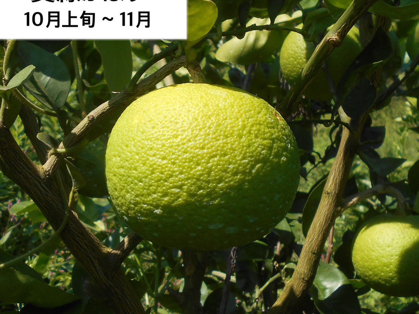 Toshiです。 大分県産ハウスカボス 4キロ 楽天市場】大分県産 ハウスかぼす ご自宅用 4kg 約40個前後