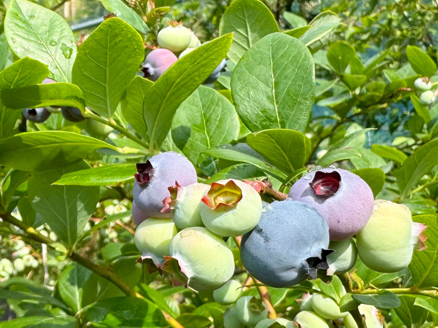 農薬不使用】太陽サンサン！完熟採れたて生ブルーベリー(1kg