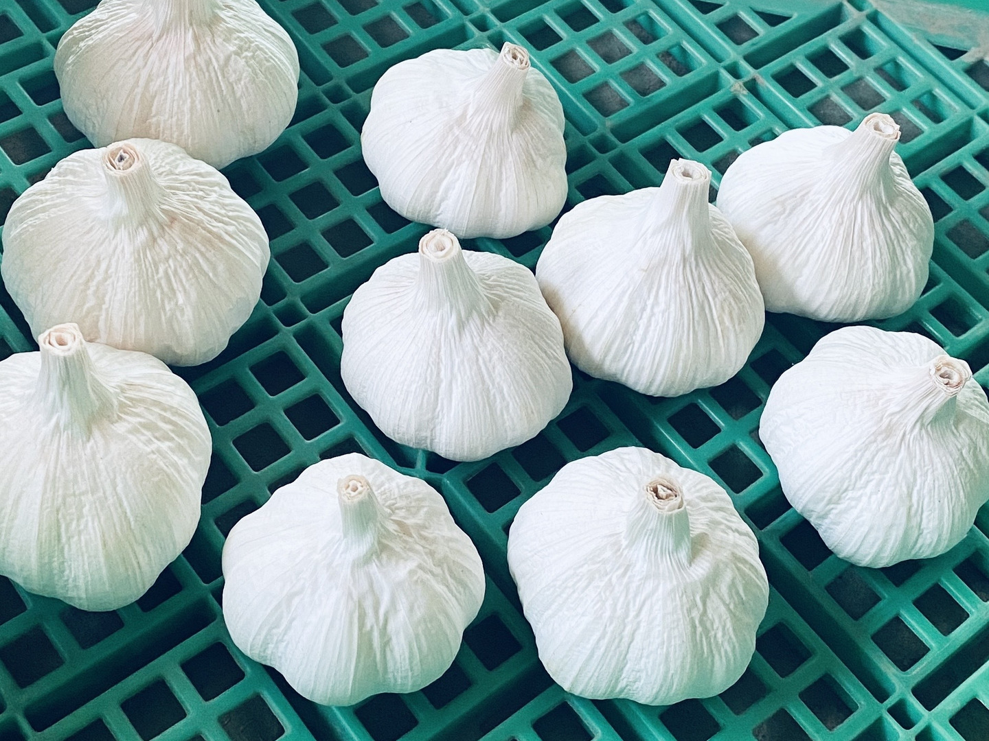 ニンニク 5kg 【農薬・化学肥料不使用】北海道産 訳あり ニュー