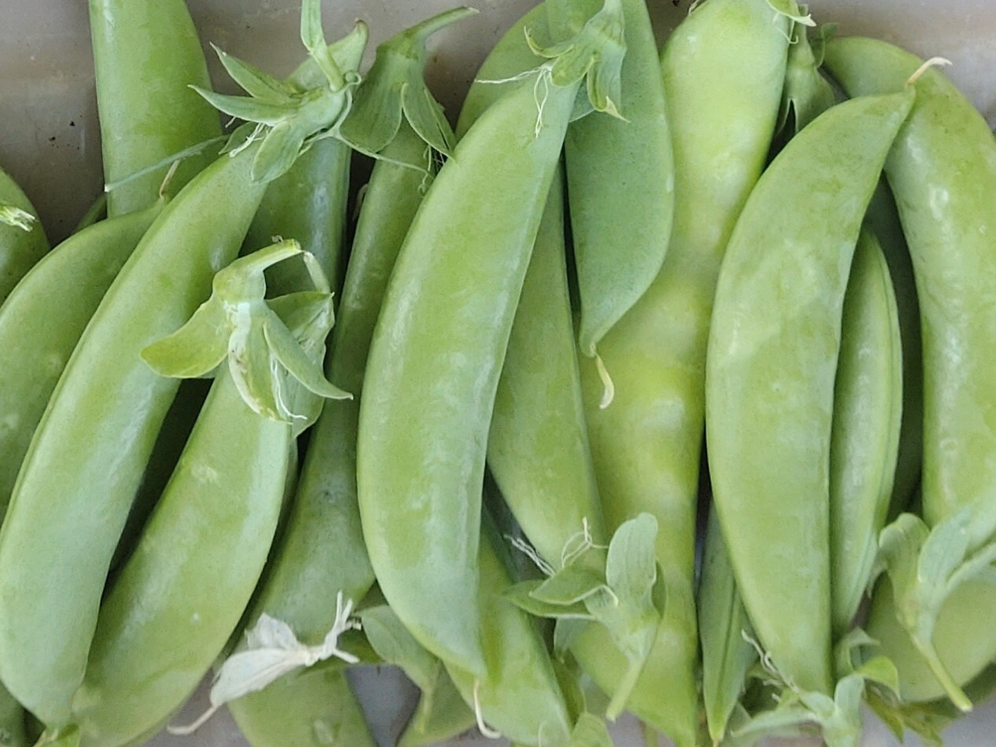 今だけの限定セール まとめ買い用（チルド）】スナップエンドウ🫛10個🫛採れたて新鮮 野菜