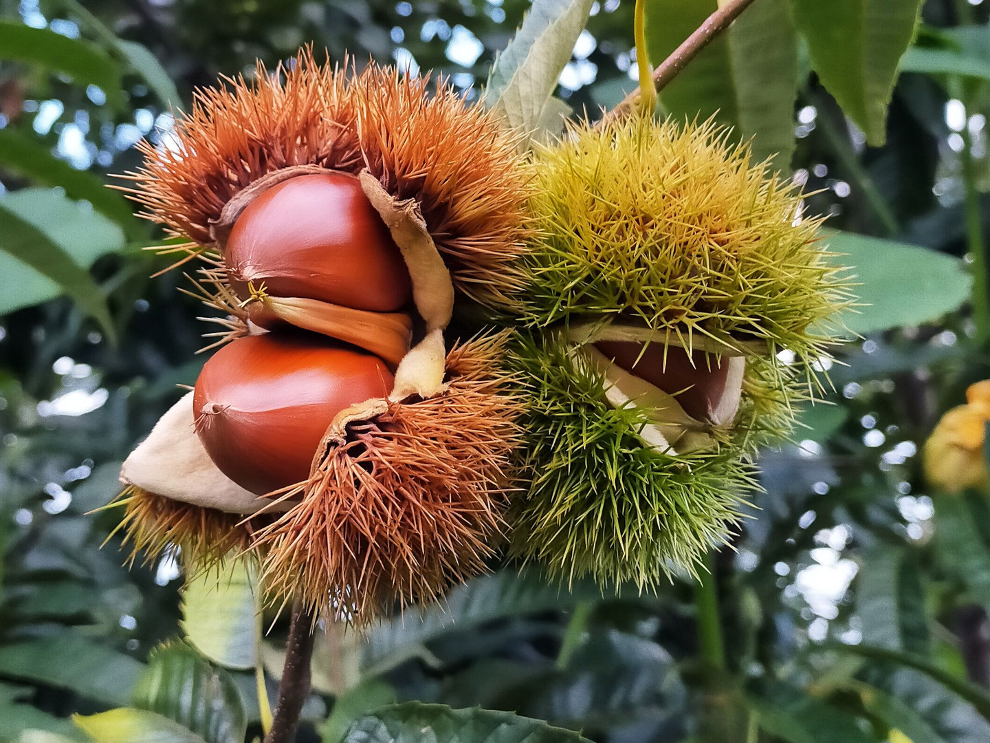 栗食べよう】青森県産 生栗1㎏：青森県産のその他栗｜食べチョク｜産地