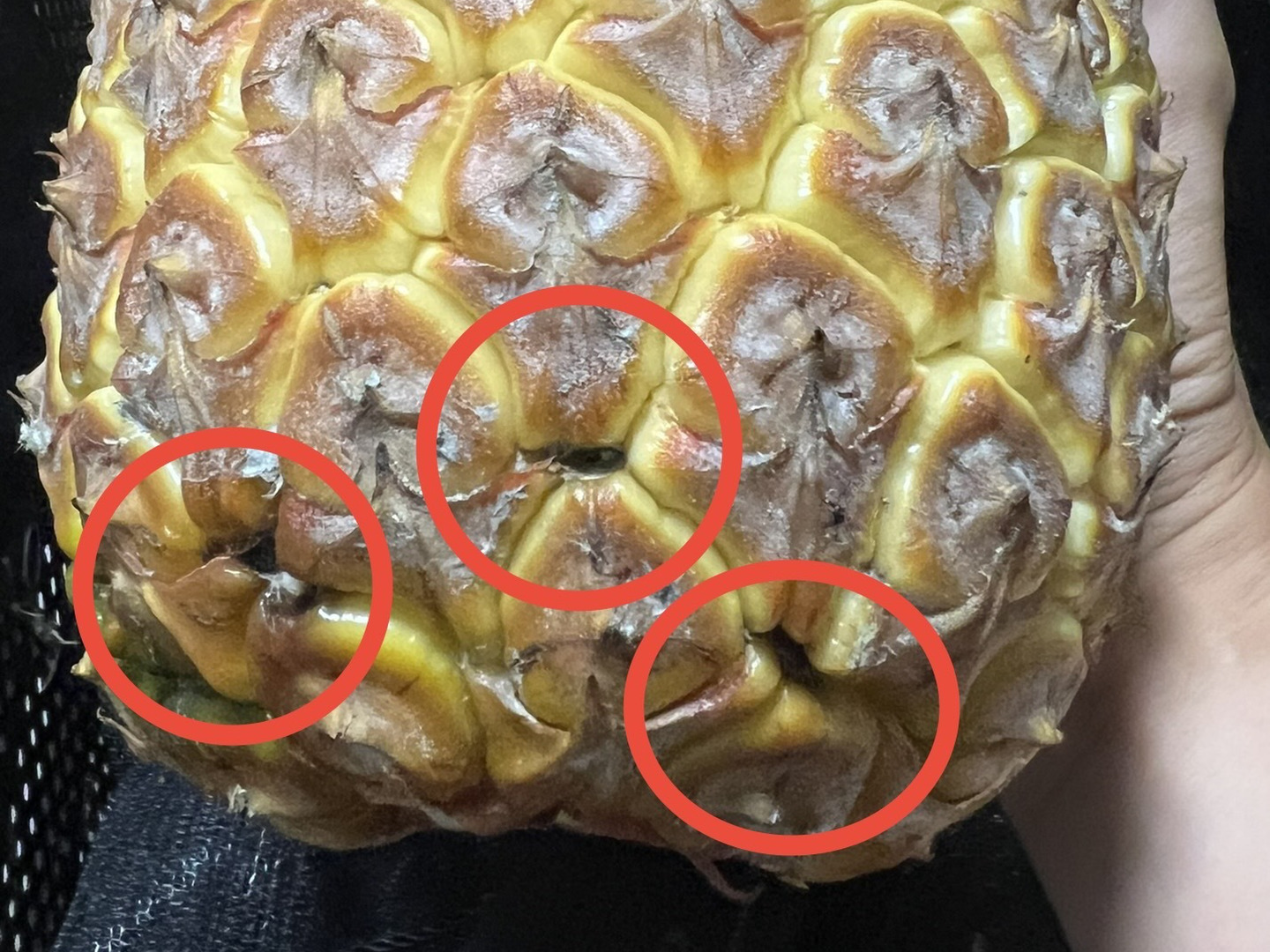 希少品種！！ホワイトココ(裂果あり)2〜3玉🥥🍍(2kg〜)：沖縄県