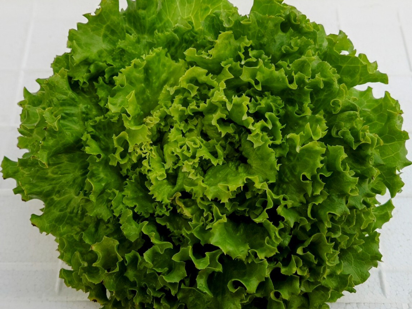 パーティを彩るご馳走や ffb8af47309a330e0f2060e7e36276 野菜