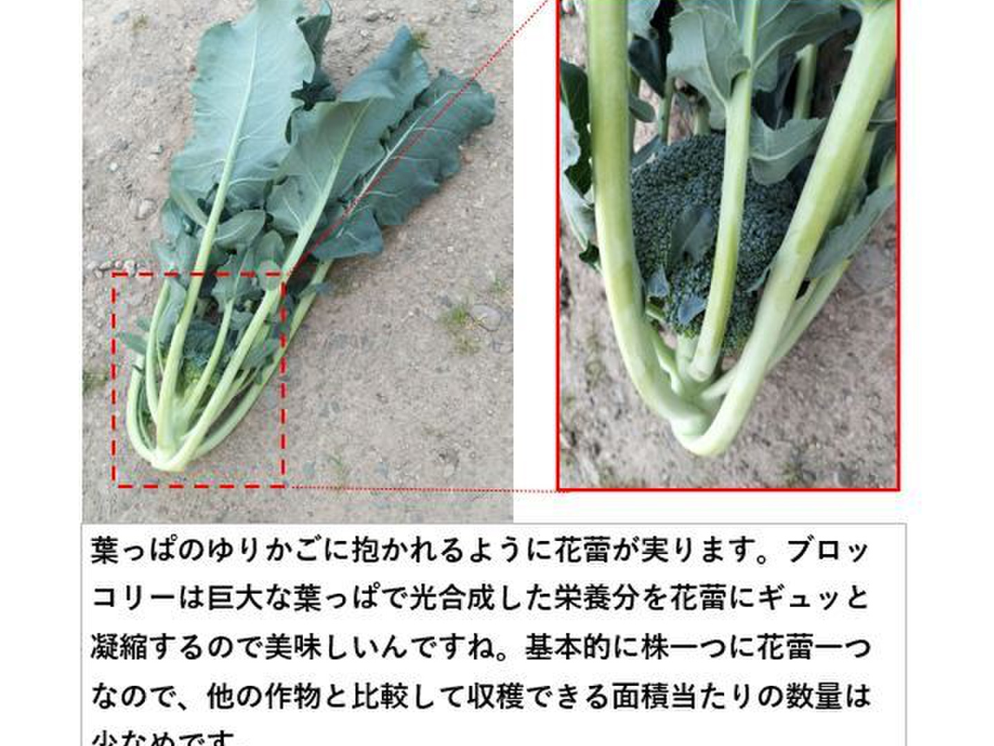 大特価 pop 32c8e6bec6779367859d4c422eeb6a 野菜