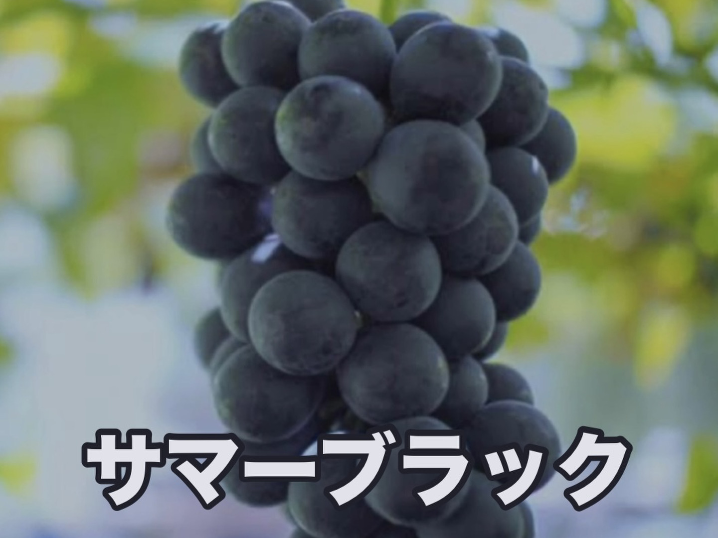岡山県産オーロラブラック 4房 岡山県産オーロラブラック 4房 - メルカリ