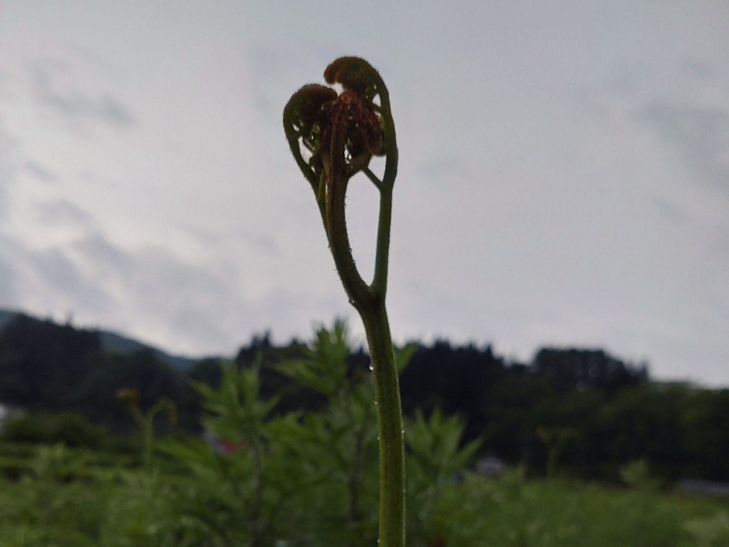 岩手雫石町産 天然 無農薬 里山わらび 5kg 野菜