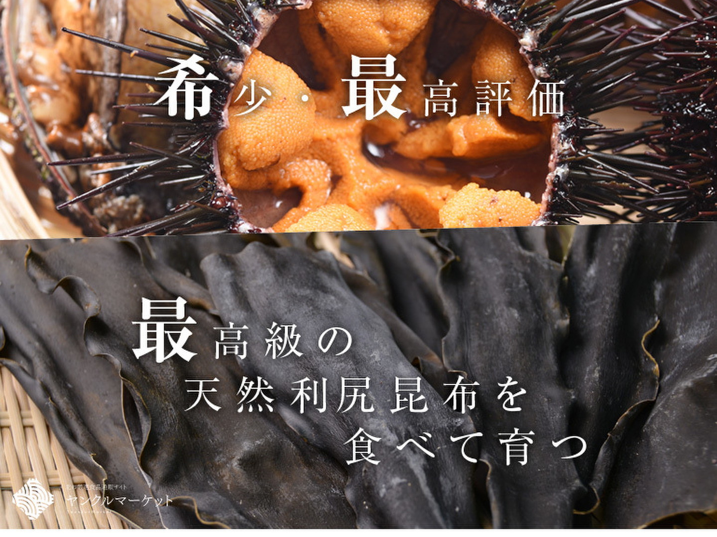 10月29日 地元でとれたてムラサキウニ10枚セット