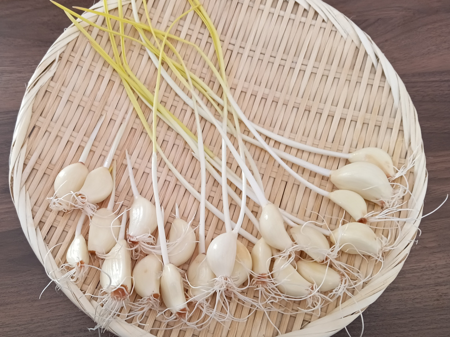 青森県産にんにく L 5kg 発芽にんにく 栄養満点 野菜