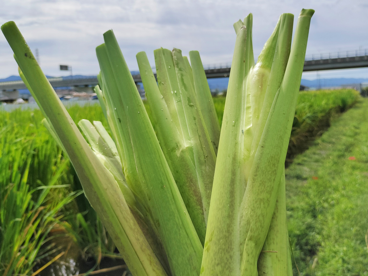 期間限定】自然栽培 マコモダケ （1 kg）：奈良県産の野菜｜食べチョク