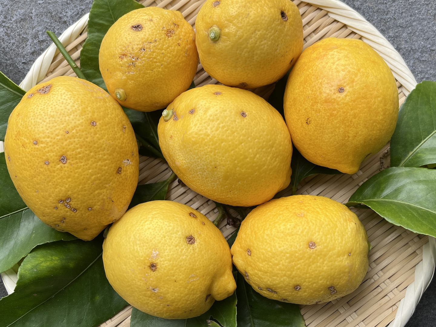 最高の 新鮮レモン！【訳あり】受注後に収穫！ 湯河原産 22個前後 4.5kg 果物