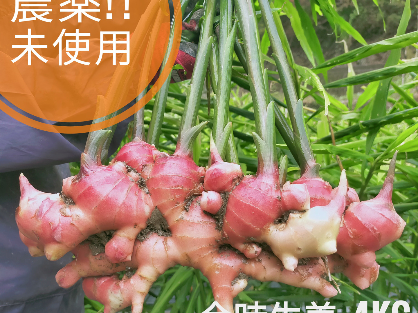 囲い生姜 農薬肥料栽培期間中不使用 露地栽培 熊本県産 クール便