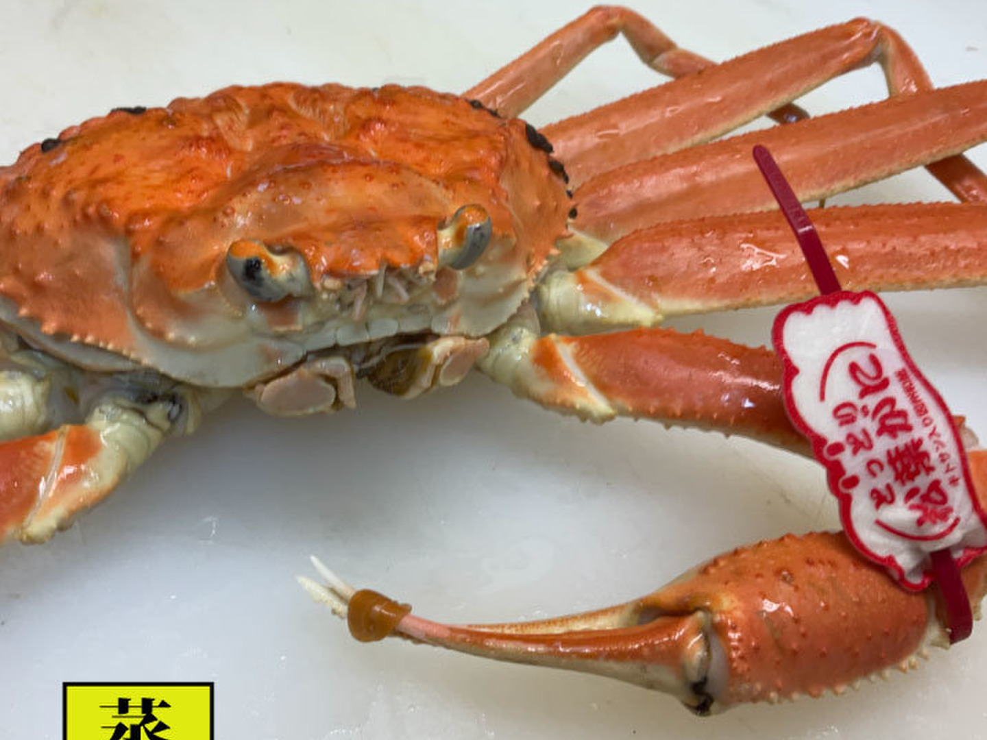山陰冬の味覚の王者【松葉蟹】ズワイガニオス/中サイズ/600~800g