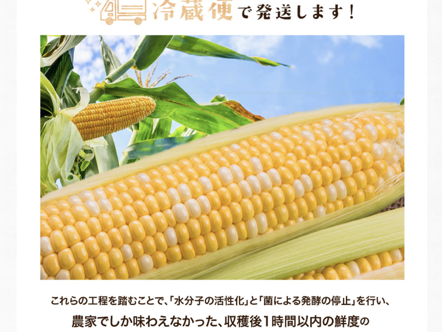 2025年レディースファッション福袋 44d22dc4f202fe4dde008eb88c739e 野菜