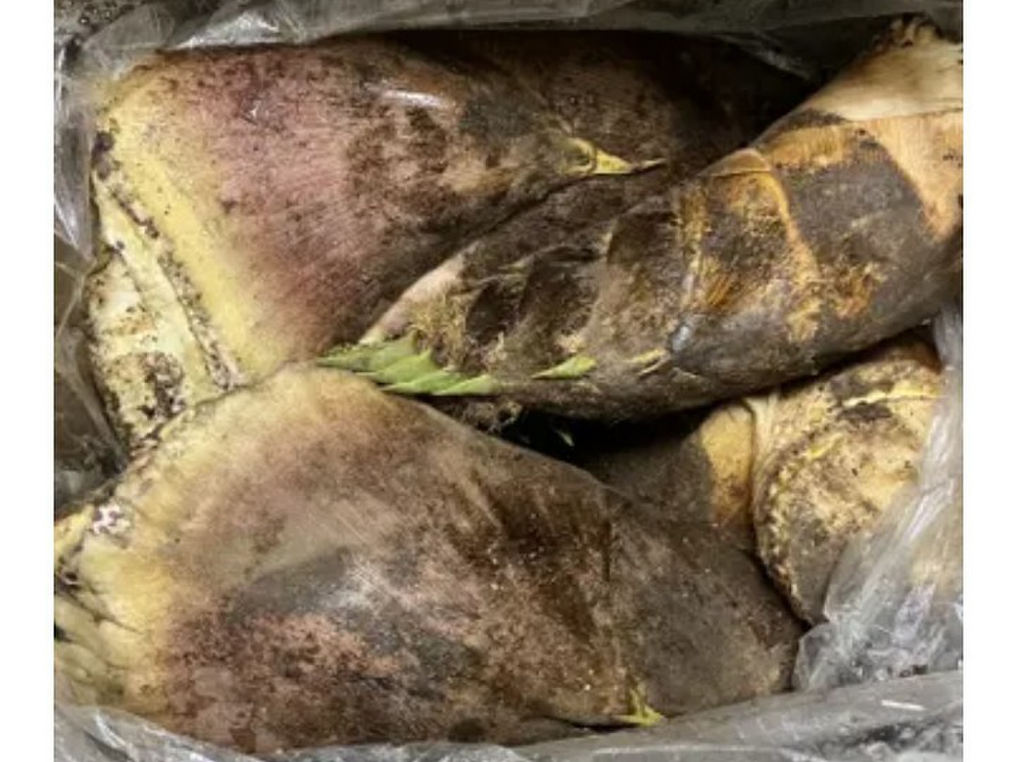 孟宗竹の筍 8Kg 宮崎県 産地直送 農薬、肥料は一切つかわず、自然栽培