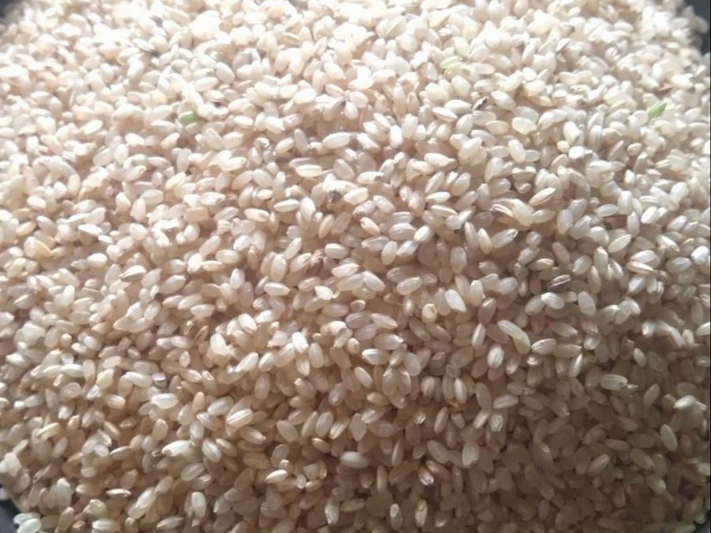 ササニシキ 5kg（2024） 自然栽培お茶農家が育てたお米 加茂自然