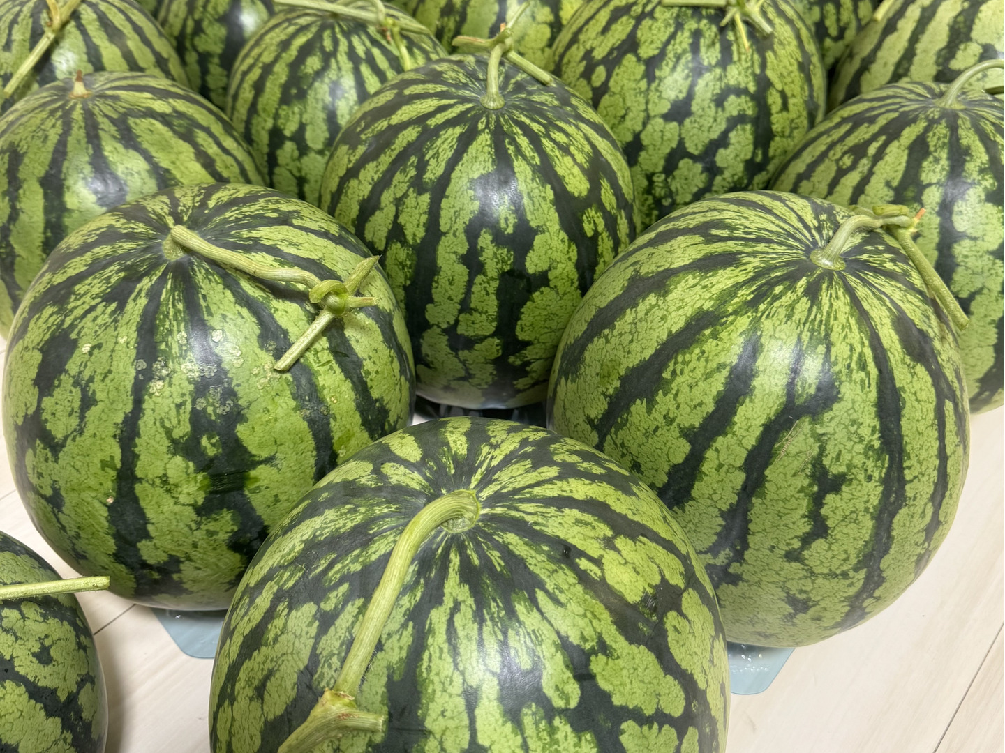 サマーオレンジ 大玉 約13kg Amazon.co.jp: ※発芽率保証期限2025年7月末まで〈200粒〉大玉