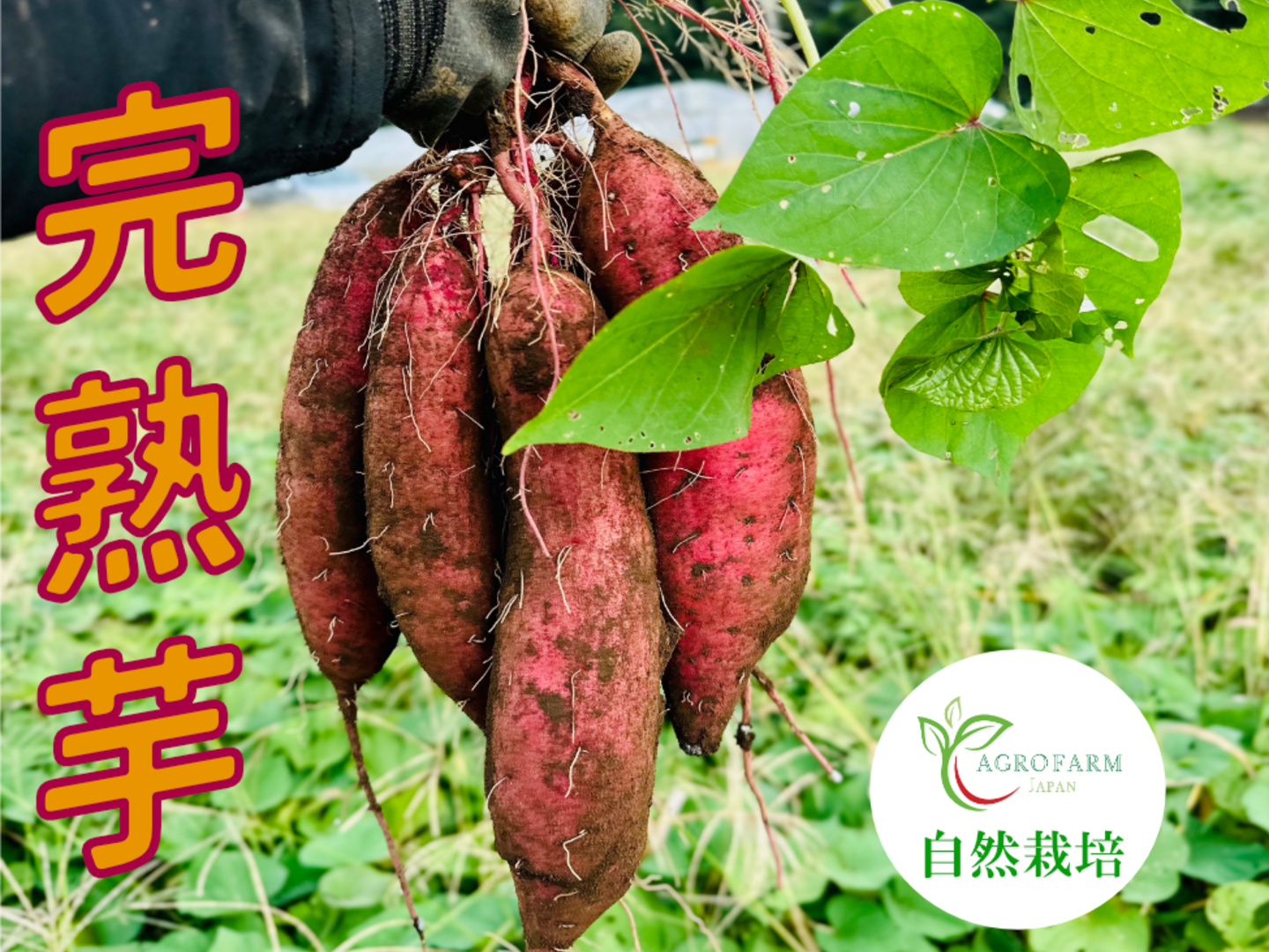 〇 6ヶ月間熟成しました 〇【限定特別価格】 完熟芋🍠農薬不