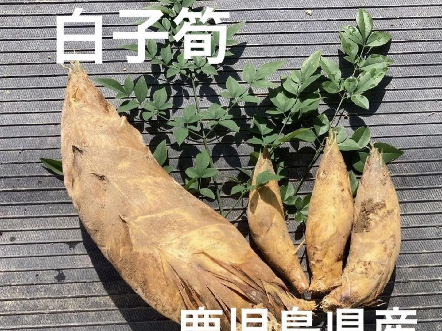 早堀りたけのこ 鹿児島県産 1.2キロ箱込 白子筍 野菜 農薬不使用