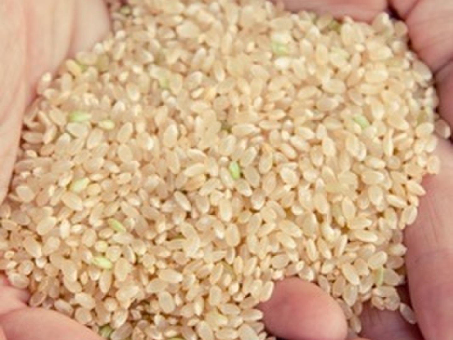 玄米】20kg 新米 令和6年産 特別栽培米コシヒカリ多古米（玄米
