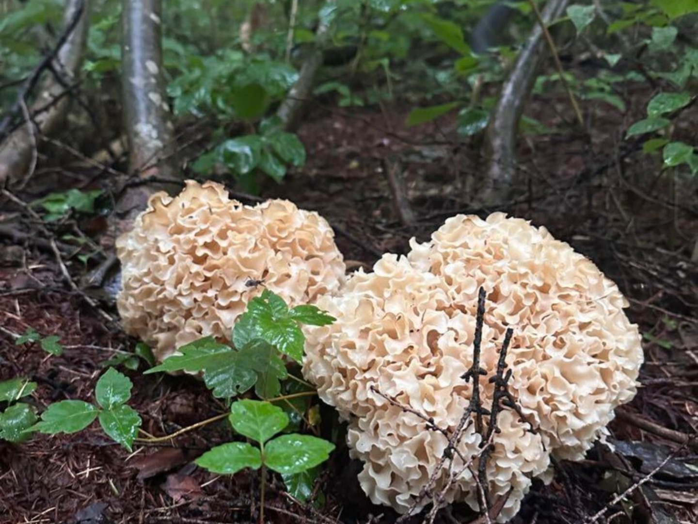 天然きのこ ハナビラタケ キノコ 茸 森の凛さん採取 山形県産