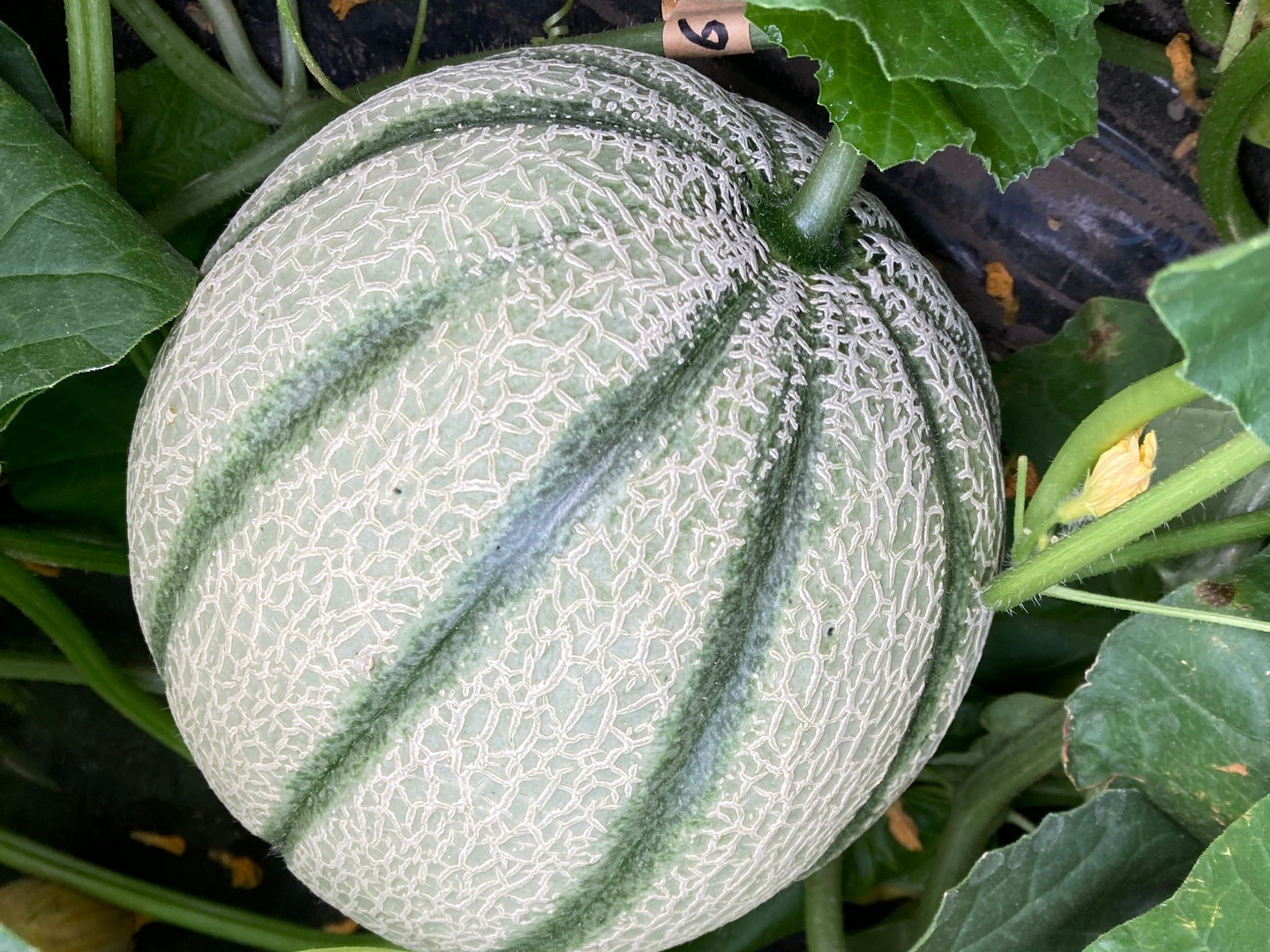 533f2b32fa438edde9888cd218e2ed