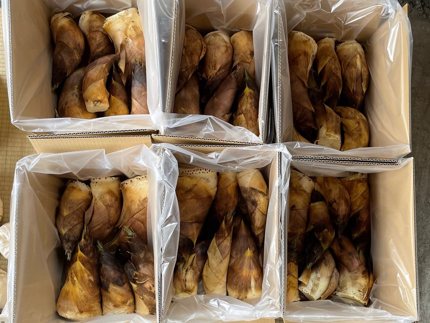 京都の春を味わう『京都山城産 朝堀たけのこ 3kg』（皮付き3～6