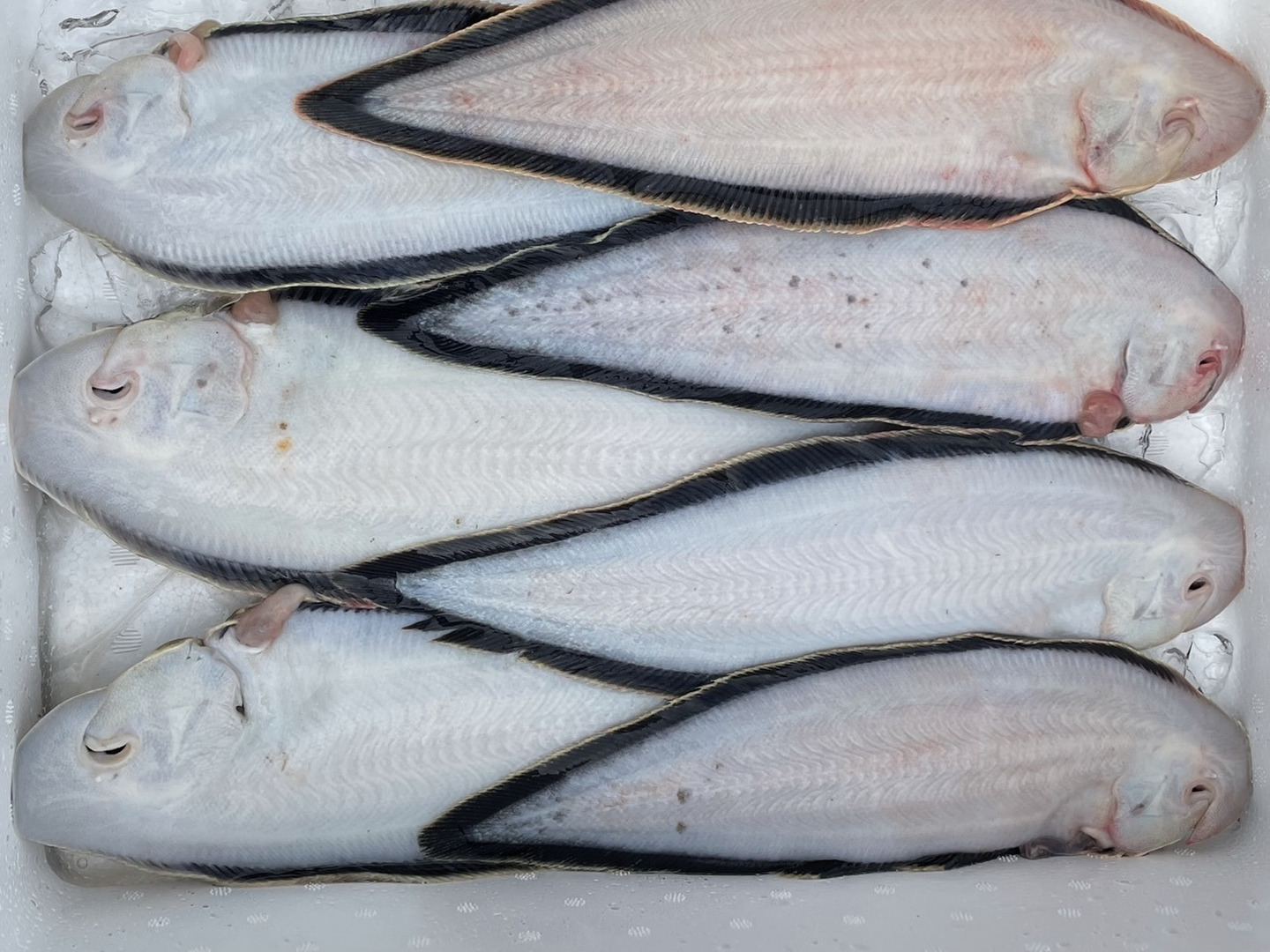 愛知，日間賀島産，島漁師リント直送， 朝採れ【舌平目】200g〜300g