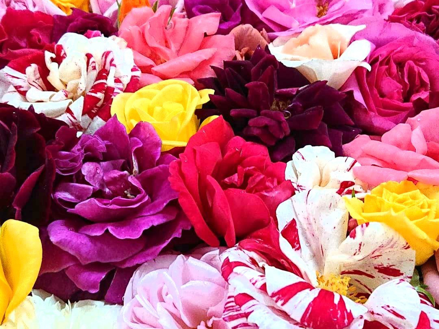 夏季限定】箱いっぱい薔薇の花頭！王様気分♪お姫様気分♪でバラ